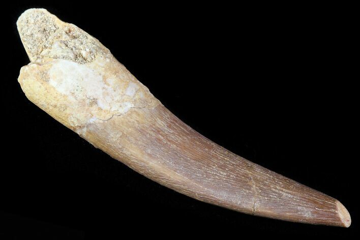 Fossil Plesiosaur (Zarafasaura) Tooth - Morocco #81929